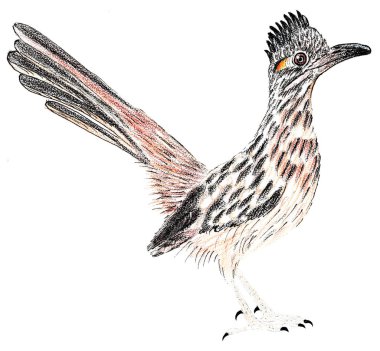 Road Runner. Daha büyük bir koşucu. Geococcyx californianus. Kuş çizimi.