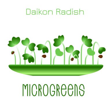 Mikro yeşil Daikon Turp. Kasedeki filizler. Bir bitkinin tohumu. Vitamin takviyesi, vejetaryen yemekleri..