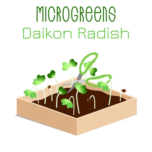 Microgreens Daikon Radish. Germes dans un bol. Graines germant d'une plante. Supplément vitaminique, nourriture végétalienne . — Image vectorielle