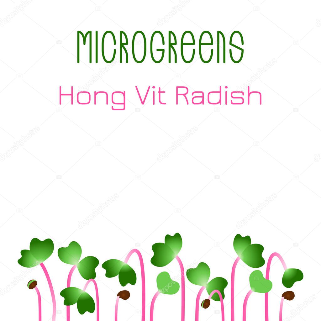 Microgreens Hong Vit Radish. Seed packaging design. Sprouting seeds of a plant