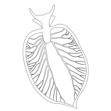 Elysia klorotica. Doğu zümrüt elysia. Yeşil deniz salyangozu, deniz sineği yumuşakçaları. Vektör illüstrasyonu