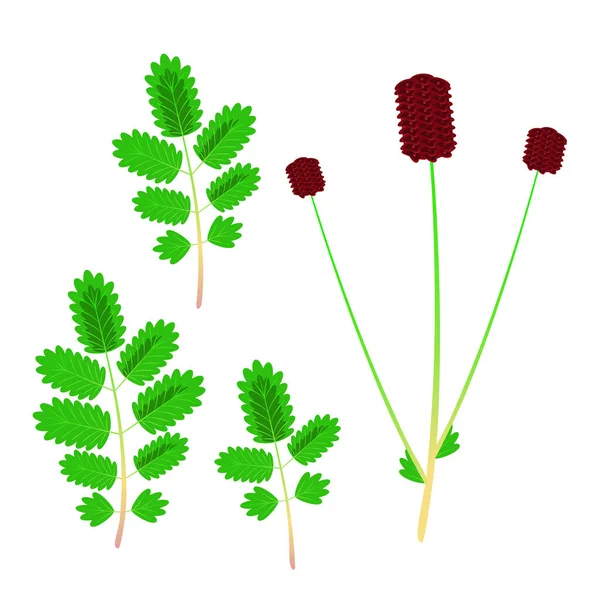 Sanguisorba Mindreårig Salat Burnet Botanisk Flad Stil Vektor Illustration – Stock-vektor