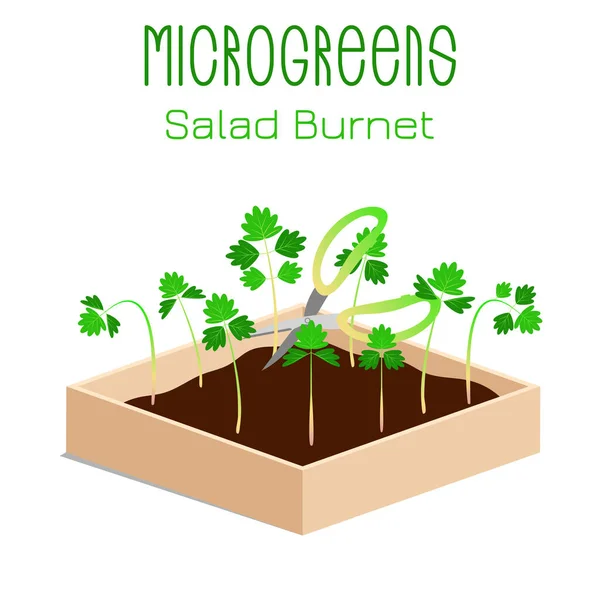 Ensalada Microgreens Burnet Sanguisorba Minor Crece Microverde Una Caja Con — Vector de stock