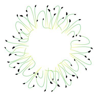 Mikro yeşil soğan. Daire şeklinde dizilmiş. Beyaz arkaplan