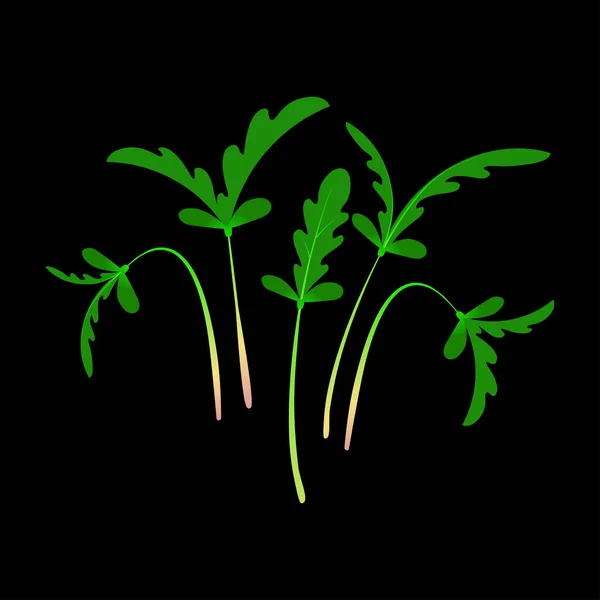 마이크로 그린 신지 쿠. 한 무더기의 식물들. 흑색 배경 — 스톡 벡터