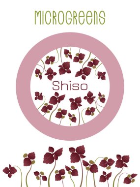 Mikroyeşiller, Shiso, Perilla. Glebionis coronaria, çelenk kasımpatı, pirzola yeşili, papatya tacı, Japon yeşili. Tohum paketleme tasarımı, merkezde yuvarlak element. Vitamin takviyesi, vejetaryen yemekleri.