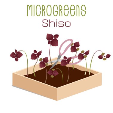 Mikroyeşiller, Shiso, Perilla. Glebionis coronaria, çelenk kasımpatı. Topraklı bir kutuda mikro yeşil yetiştir. Hasadı makasla kesmek. Vitamin takviyesi, vejetaryen yemekleri.