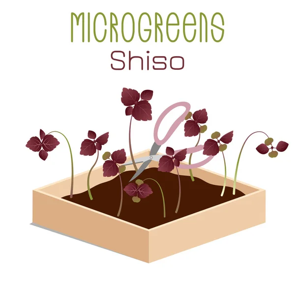 Microgreens Shiso Perilla Glebionis Coronaria Bloemenchrysant Groei Microgroen Een Doos — Stockvector