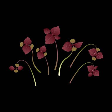 Mikroyeşiller, Shiso, Perilla. Bir sürü bitki. Vitamin takviyesi, vejetaryen yiyecekler. Siyah arkaplan