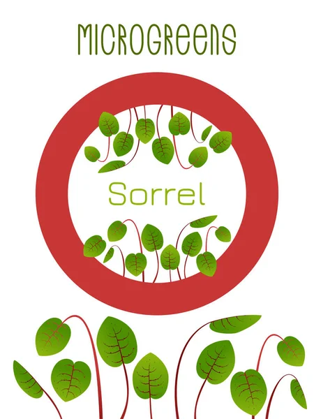 Microgreens Sorrel Conception Emballage Semences Élément Rond Centre Supplément Vitaminique — Image vectorielle