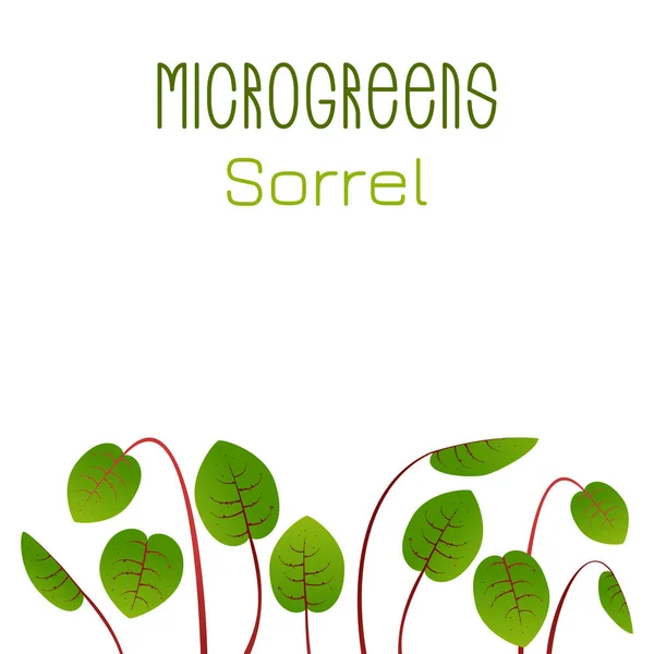 Microgreens Sorrel. Utformning av fröförpackningar. Groddar av en växt — Stock vektor