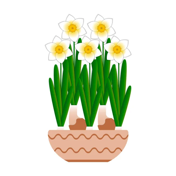Narcissus bloom in a ceramic pot. White background. — Stock Vector