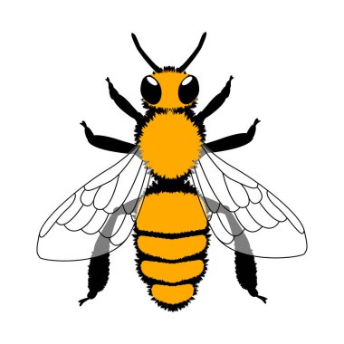 Arı. Siyah ve sarı vektör çizimi. Beyazda izole edilmiş. Beyazda izole edilmiş