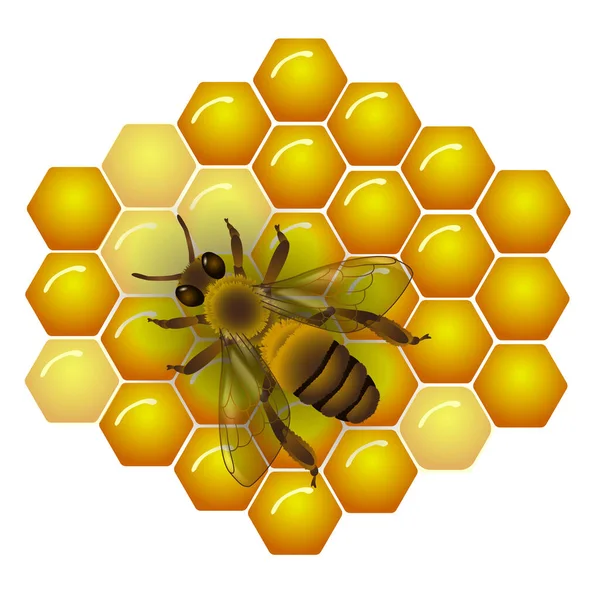 Bee Background Honeycomb Honey Realistic Vector Illustration Isolated White — Stock Vector