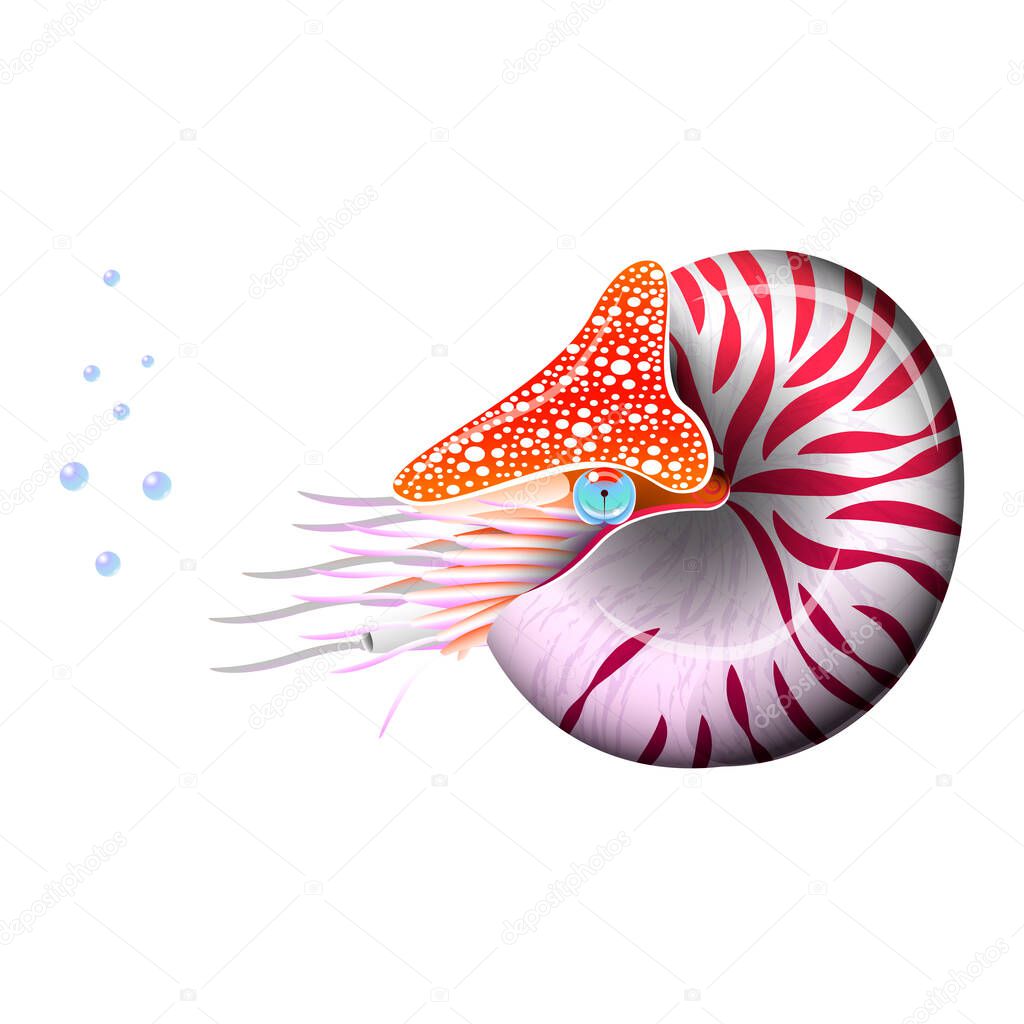 Chambered Nautilus Pompilius. Mollusc cephalopod, animal, marine. Releases bubbles. Realistic vector illustration. Isolated on white