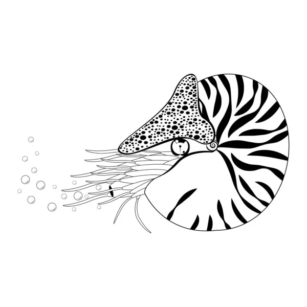 Nautilus Pompilius Chambered Cefalópodo Molusco Animal Marino Libera Burbujas Ilustración — Vector de stock