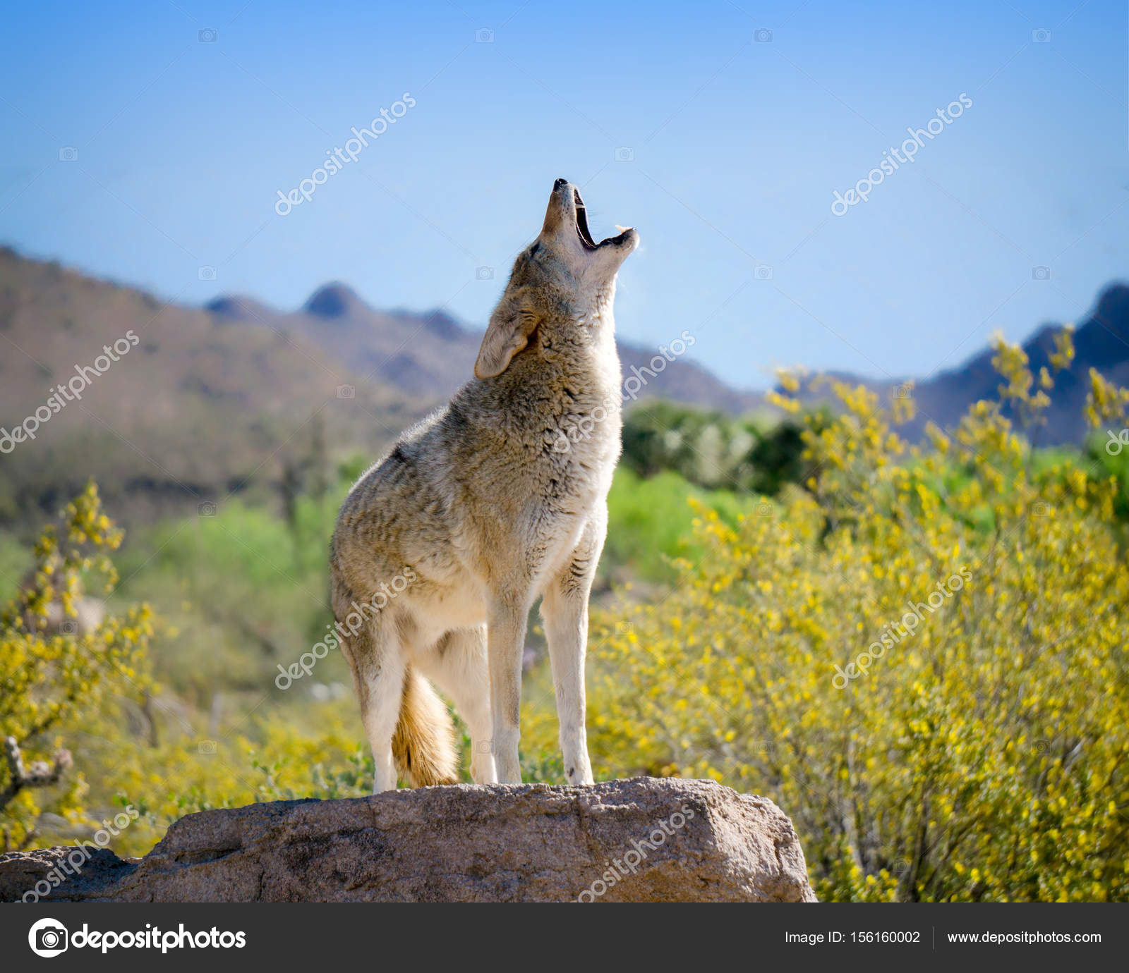 List 99+ Pictures Why Do Coyotes Howl In The Daytime Stunning