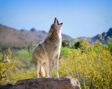 Coyote Howling in American Southwest clipart