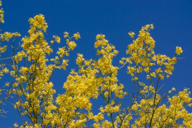 Palo Verde Blooms