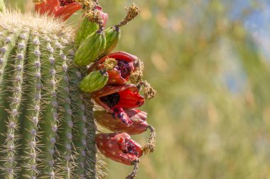 Saguaro kaktüs meyve tarafında