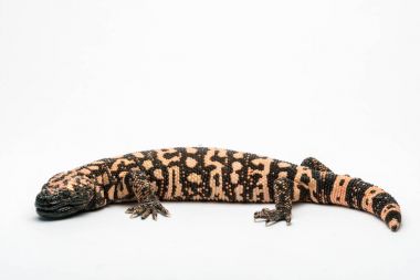 Gila Monster, Isolated on White Background Paper clipart