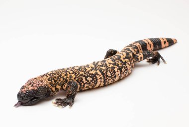 Gila canavarı beyaz arka plan üzerinde