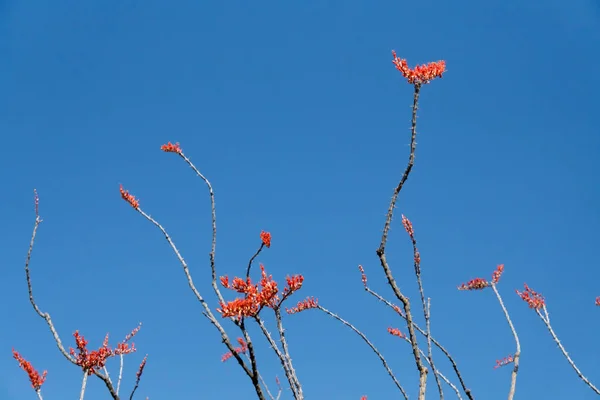 Ocotillo гілок проти синього неба — стокове фото