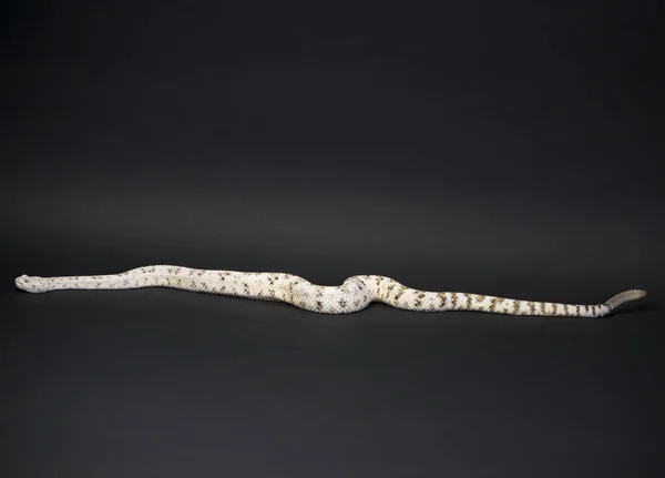 검은 배경에 방울뱀 — 스톡 사진