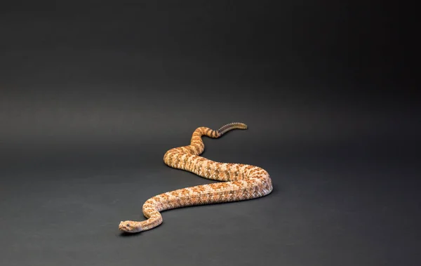Foltos csörgőkígyó narancs, fekete háttér — Stock Fotó