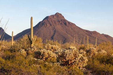 Saguaro kaktüs dağ ve gökyüzü