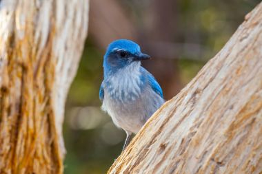 Batı Scrub Jay dalları arasında