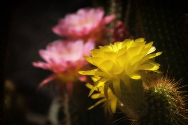 Meşale kaktüs Bloom, büyük pembe çiçekler