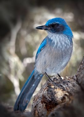 Western Scrub Jay yakın Şubesi
