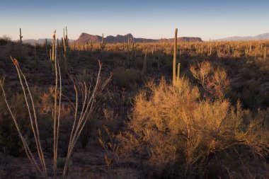 Saguaro kaktüsü Sonoran Çölü orman