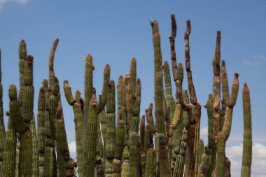 Organ boru kaktüs Stand