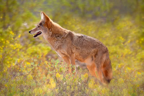 Coyote przeciw żółte kwiaty — Zdjęcie stockowe