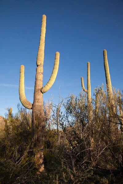 Saguaro Cactus y Cielo — Foto de Stock
