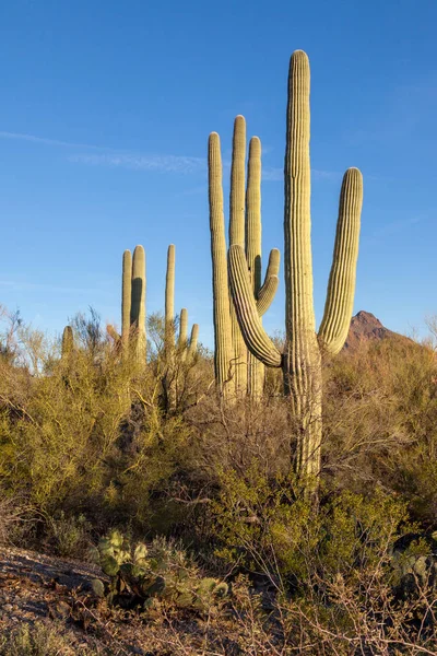 Saguaro kaktusz, és az ég — Stock Fotó