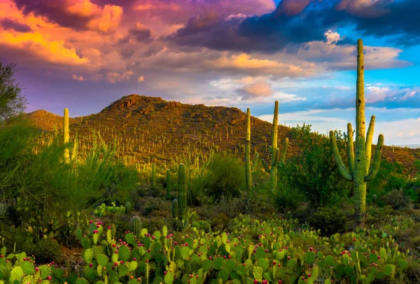 Nuvole di Saguaro e Tramonto — Foto Stock