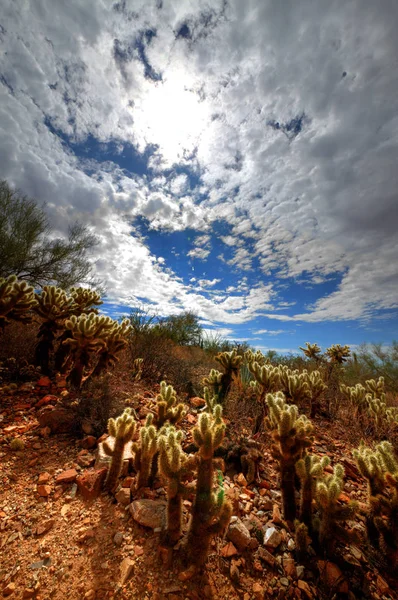 Sun through Clouds with Cholly Cactus — Stock Photo, Image