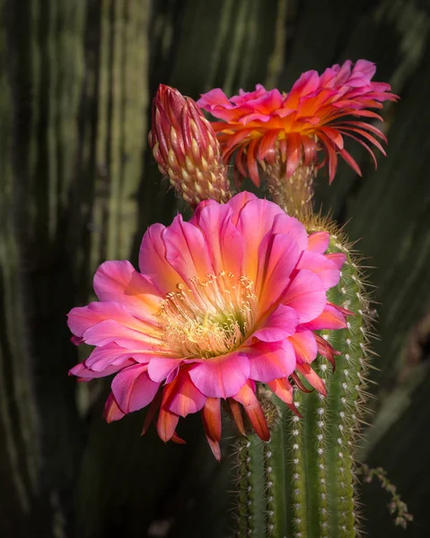토치 선인장 꽃, 큰 분홍색 꽃 — 스톡 사진