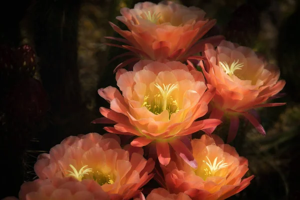 サボテンの花、大きなピンクの花をトーチします。 — ストック写真