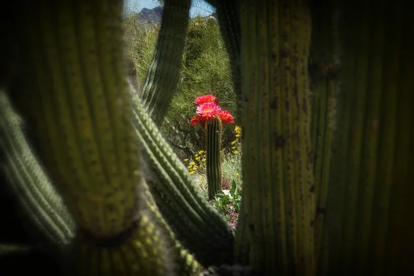 Torch Cactus Bloom, Large Pink Flowers — Stock Photo, Image