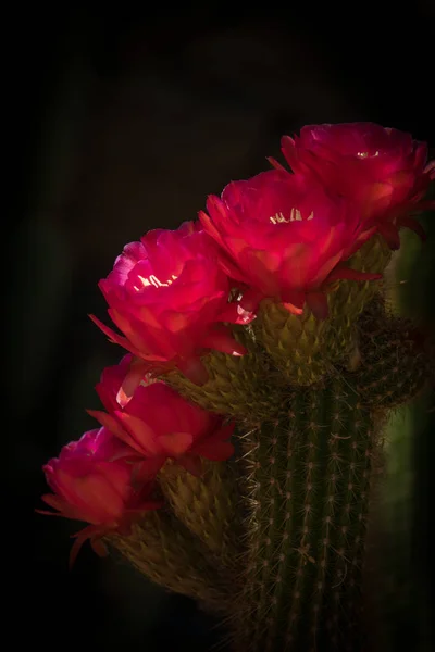 サボテンの花、大きなピンクの花をトーチします。 — ストック写真