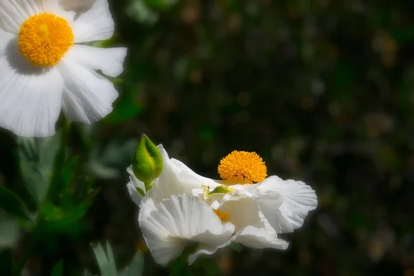 揚げ卵の花 — ストック写真