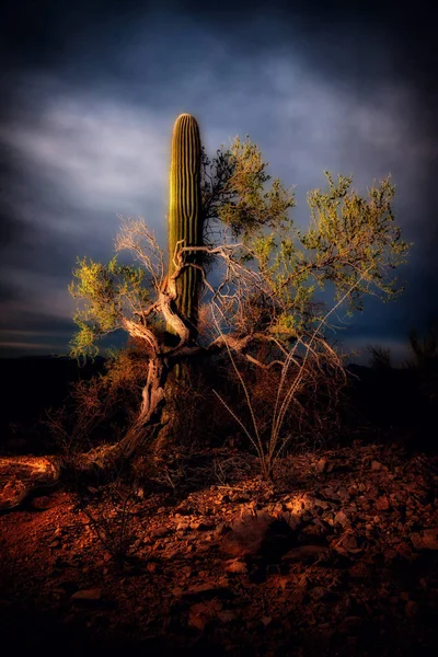 Saguaro ve alacakaranlık ağaca — Stok fotoğraf