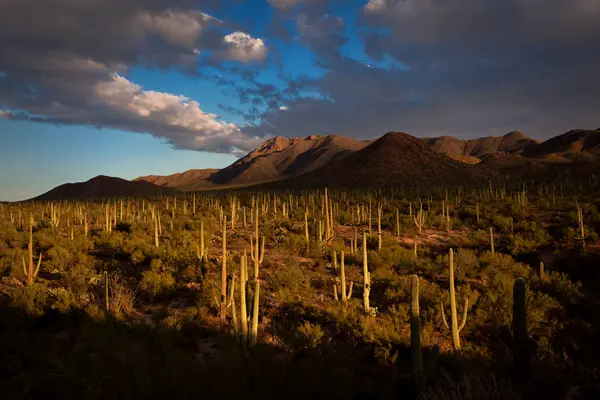 Saguaro Bosque de Cactus del Desierto de Sonora — Foto de Stock
