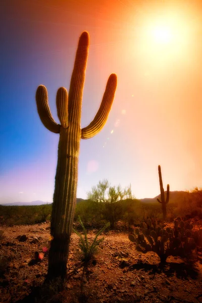 Saguaro 선인장과 렌즈 플레어 — 스톡 사진