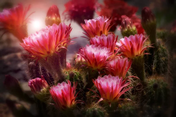 サボテンの花、大きなピンクの花をトーチします。 — ストック写真
