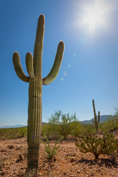 Saguaro Cactus and Sun — Stock Photo, Image